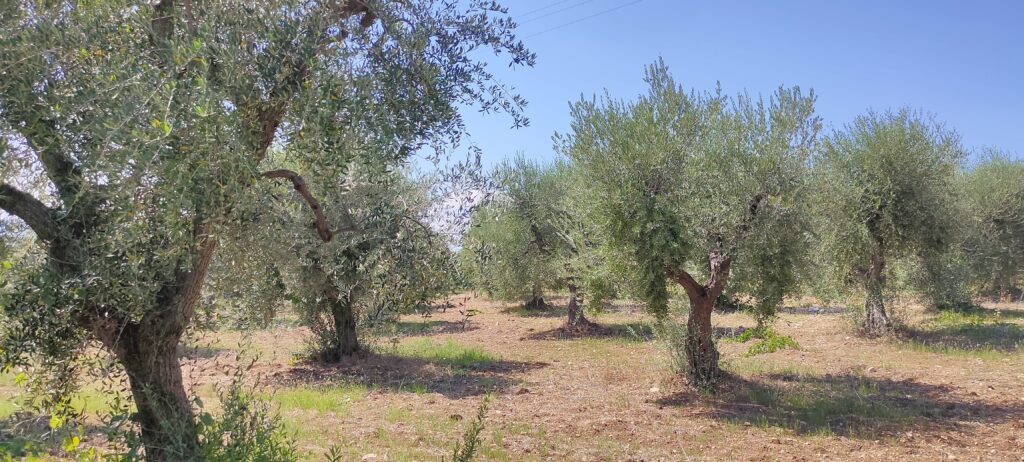 Gargano - Alberi d'ulivo - Ischitella (foto aggynomadi)