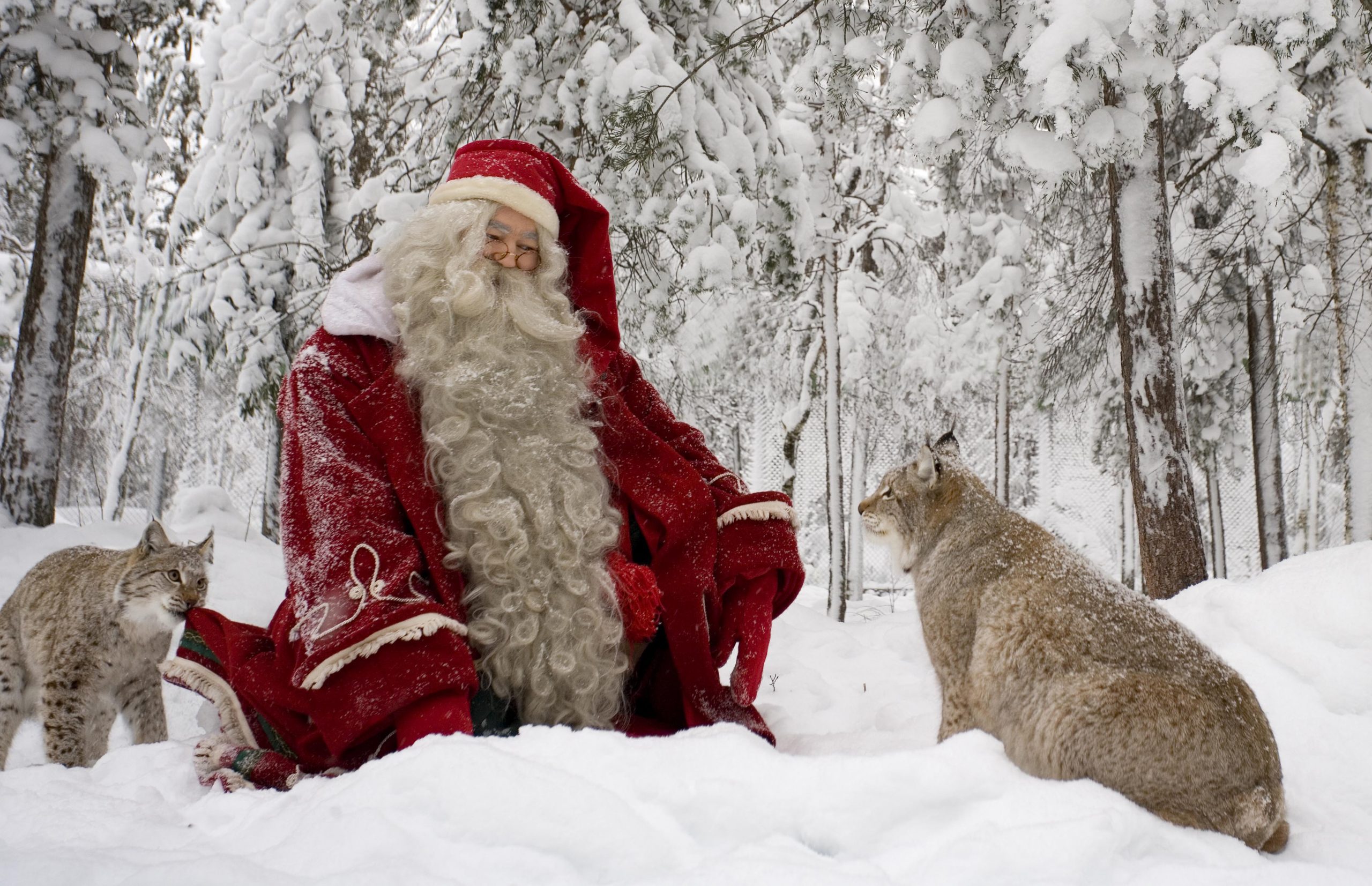 Babbo Natale e due esemplari di Lince sulla neve