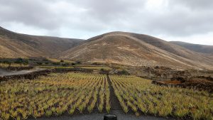 Coltivazioni di Aloe Vera nell'isola di Lanzarote