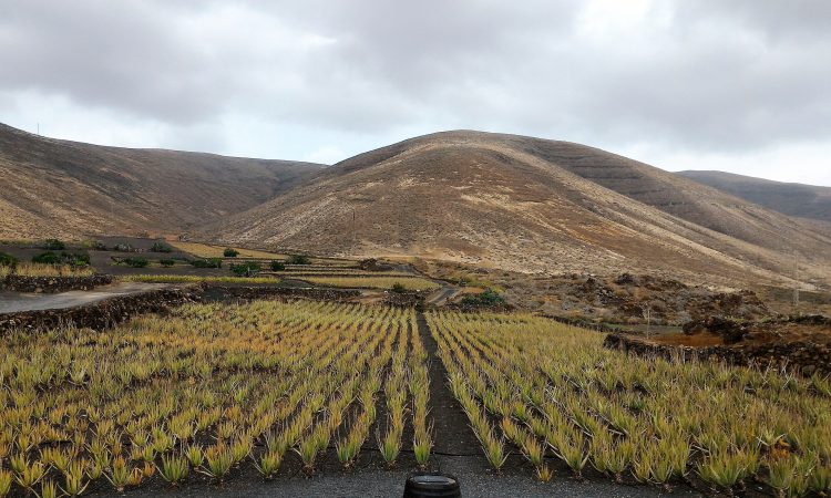 Coltivazioni di Aloe Vera nell'isola di Lanzarote