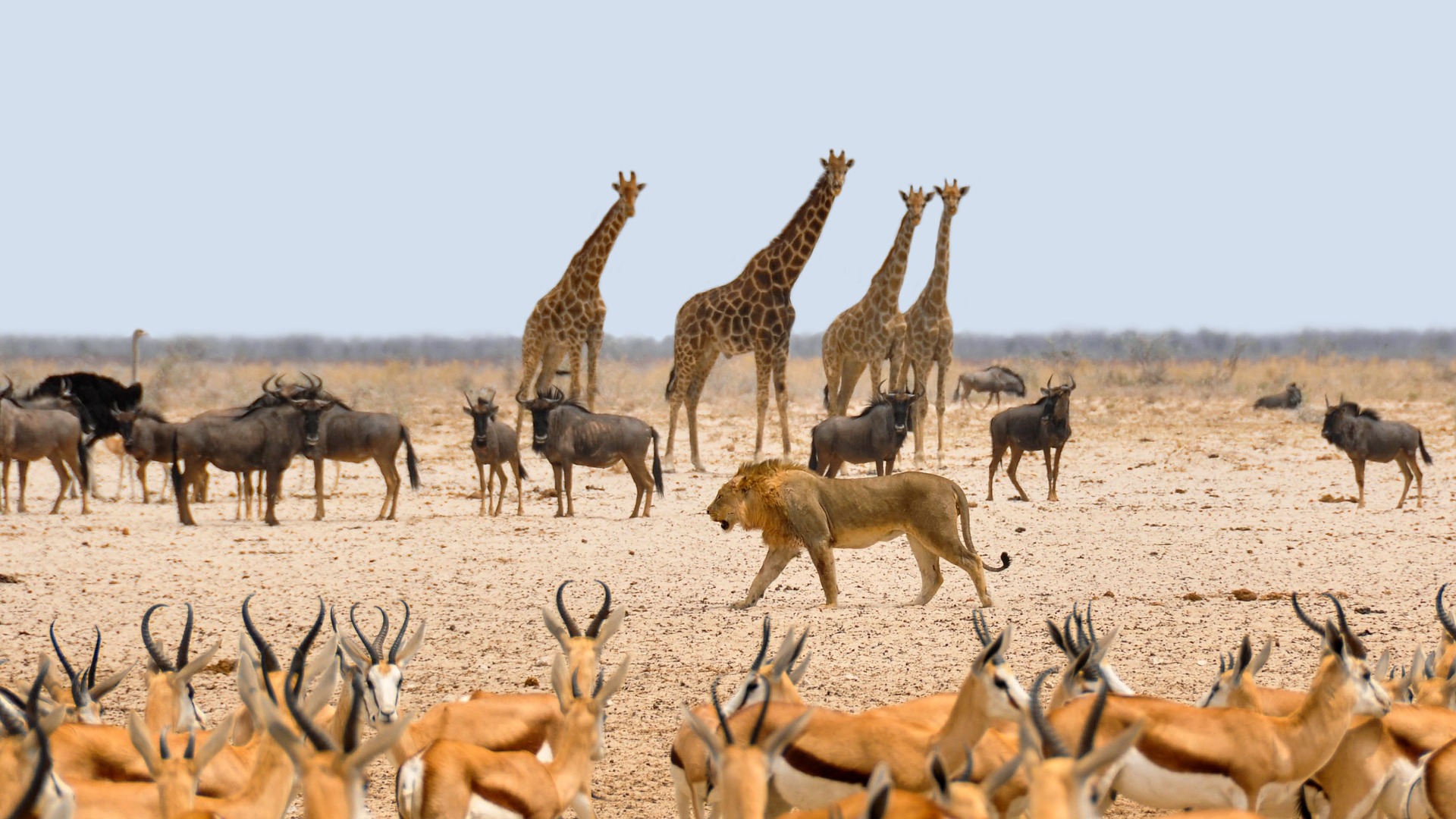 Namibia - Animali nel deserto