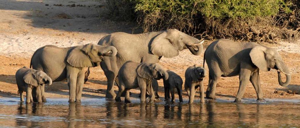 Gli Elefanti liberi in Namibia