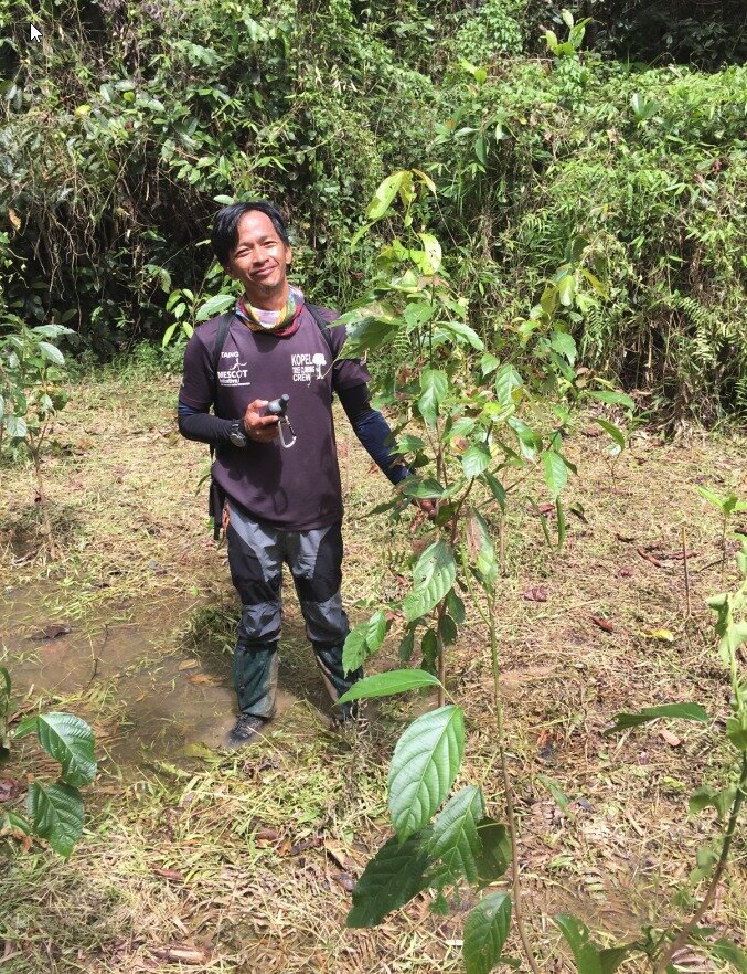 Malesia - Riforestazione Regrow Borneo