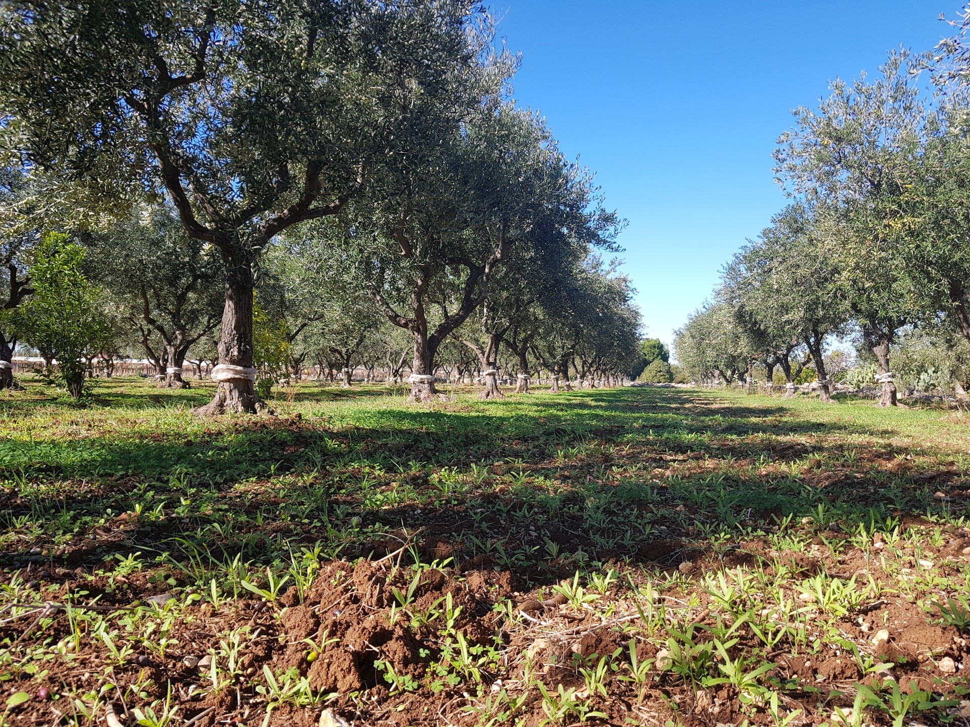 Puglia - Alberi di ulivo a Mola di Bari - Frantoio Griseta Credit Visitmoladibari.it