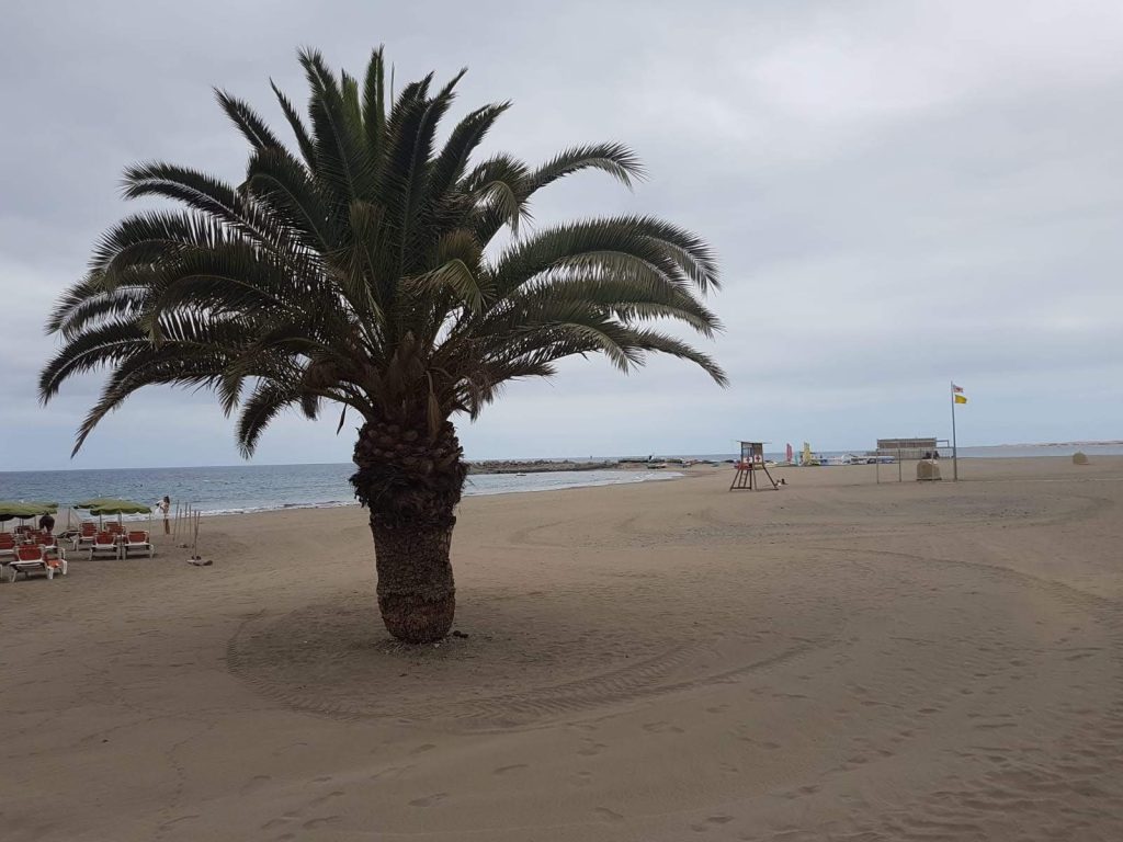Gran Canaria - Palma sulla spiaggia