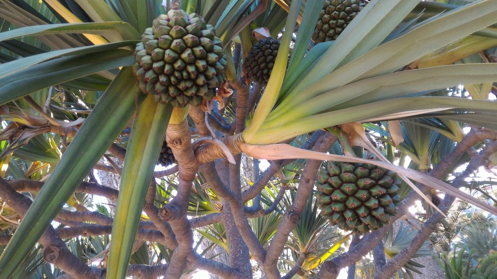 Gran Canaria - Pianta di frutta esotica