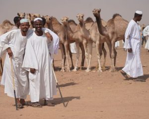 Sudanesi sorridenti in abito locale bianco nel serto tra i dromedari (foto Shiruq)