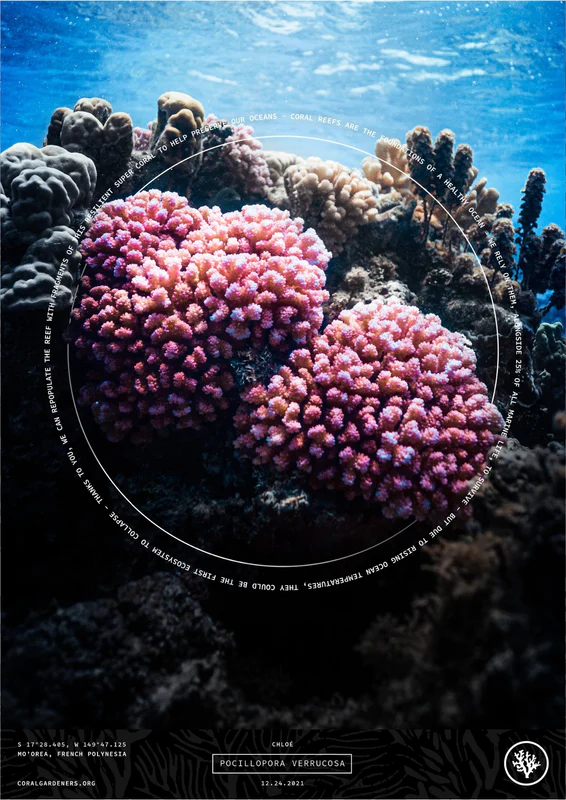 Windstar Cruises - Adotta un corallo - Foto Coral Gardeners