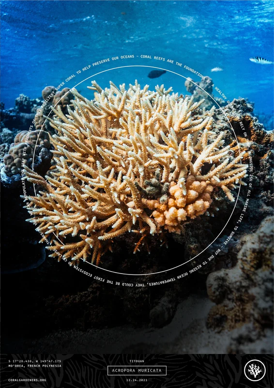 Windstar Cruises - Adotta un corallo - Foto Coral Gardeners