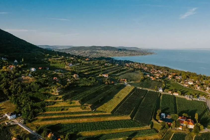 Il Vino in Ungheria - Badacsony