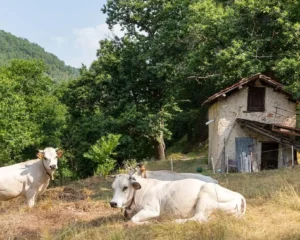 Pedalare nel Piemonte autentico-Lisio-seccatoio-e-pascolo