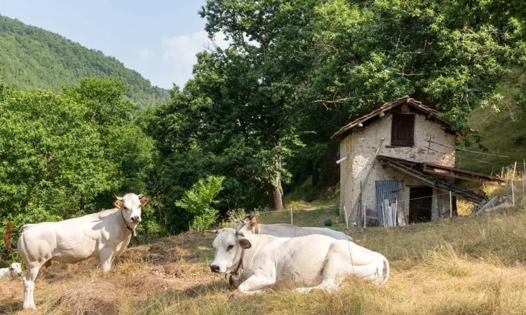 Pedalare nel Piemonte autentico-Lisio-seccatoio-e-pascolo