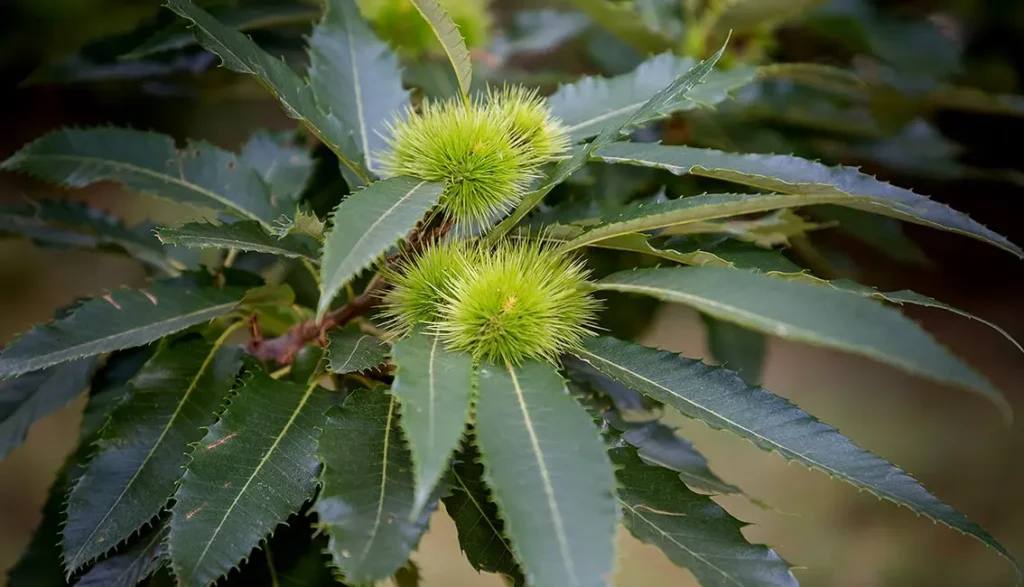 Pedalare nel Piemonte autentico-Ricci-e-castagne