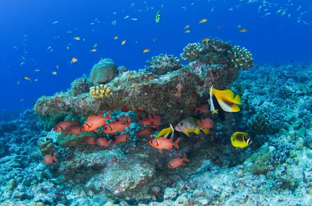 Seychelles Fondale marino