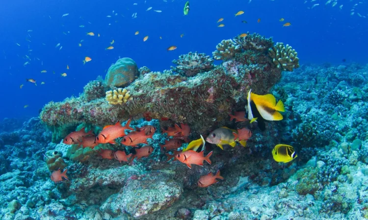 Seychelles Fondale marino