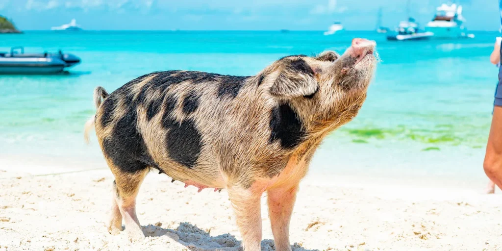 Exuma Rose Island nuotare con i Maiali alle Bahamas