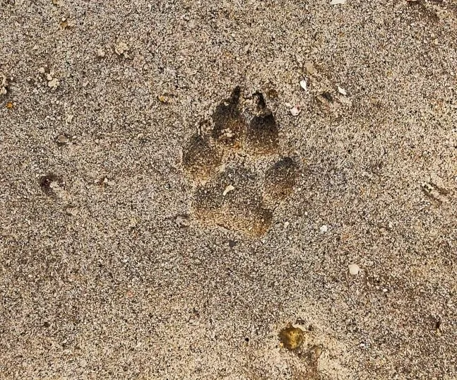 l'orma di un animale sulla spiaggia del Berjaya Langkawi Rersort